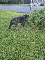 Fury, a female Great Dane for sale in Etters, PA – 2 of 6