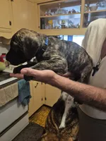 Blossom, a female Great Dane for sale in Etters, PA – 4 of 6