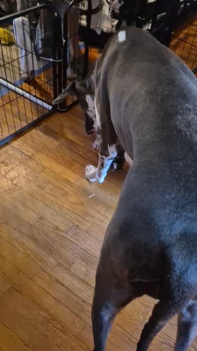 Fury, a female Great Dane for sale in Etters, PA – 10 of 10