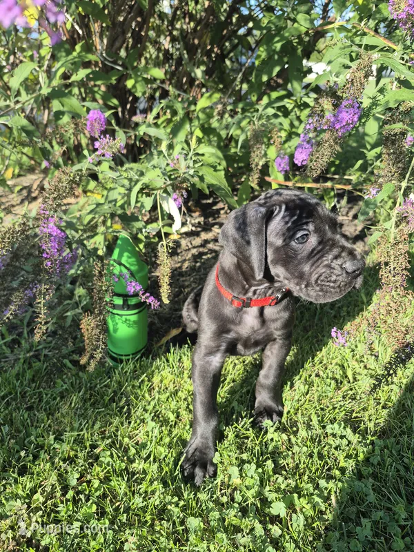 Xenia – Great Dane puppy for sale in Etters, PA