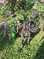Xenia, a female Great Dane for sale in Etters, PA – 2 of 3