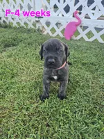 Fury, a female Great Dane for sale in Etters, PA – 6 of 6