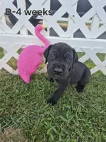 Diva Denise, a female Great Dane for sale in Etters, PA – 2 of 4