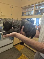 Fury, a female Great Dane for sale in Etters, PA – 3 of 6