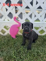 Xenia, a female Great Dane for sale in Etters, PA – 3 of 3