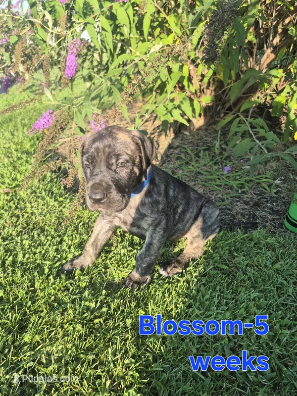 Blossom – Great Dane puppy for sale in Etters, PA