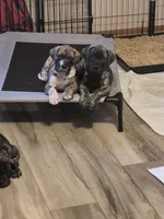 Fury, a female Great Dane for sale in Etters, PA – 7 of 10