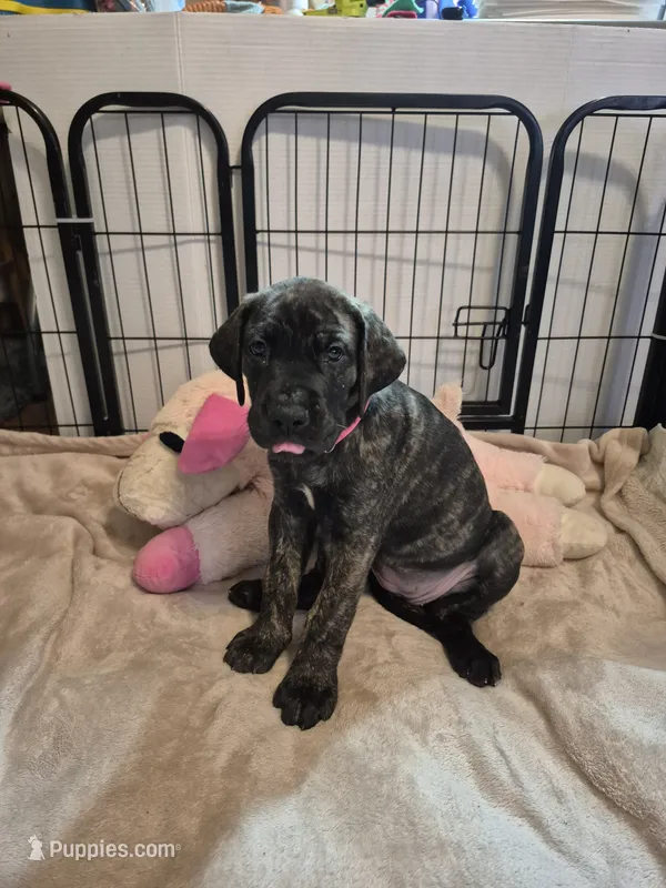 Fury – Great Dane puppy for sale in Etters, PA