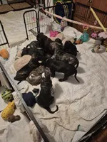 Blossom, a female Great Dane for sale in Etters, PA – 5 of 6