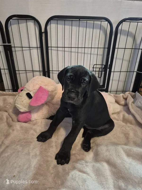 Diva Denise – Great Dane puppy for sale in Etters, PA