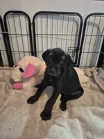 Diva Denise, a female Great Dane for sale in Etters, PA – 1 of 4