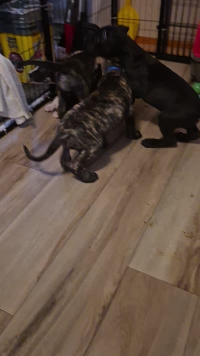 Fury, a female Great Dane for sale in Etters, PA – 9 of 10