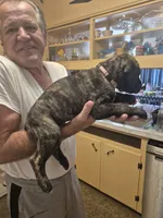 Fury, a female Great Dane for sale in Etters, PA – 4 of 6