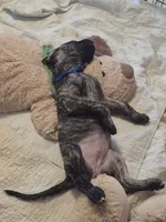 Blossom, a female Great Dane for sale in Etters, PA – 3 of 6