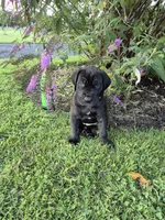 Diva Denise, a female Great Dane for sale in Etters, PA – 3 of 4