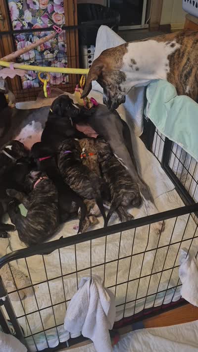 Blossom, a female Great Dane for sale in Etters, PA – 6 of 6