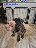 Fury, a female Great Dane for sale in Etters, PA – 1 of 10