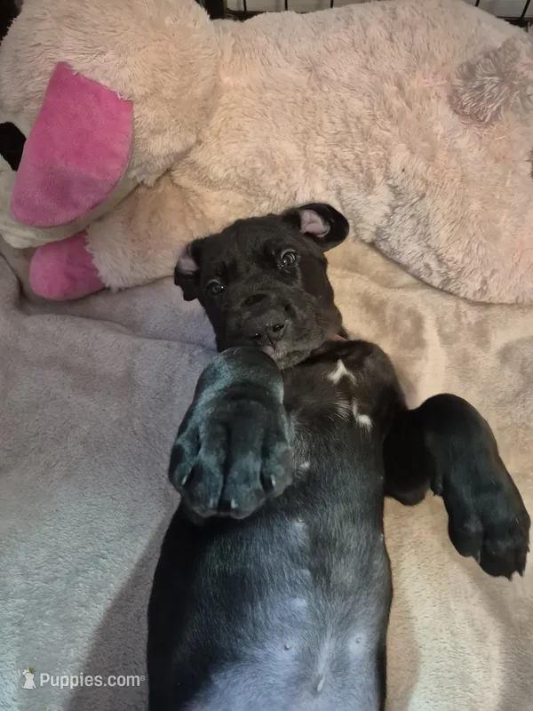 Diva Denise – Great Dane puppy for sale in Etters, PA