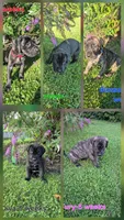 Blossom, a female Great Dane for sale in Etters, PA – 2 of 6