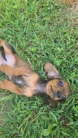 Frankie, a male Miniature Dachshund for sale in Seymour, MO – 3 of 4
