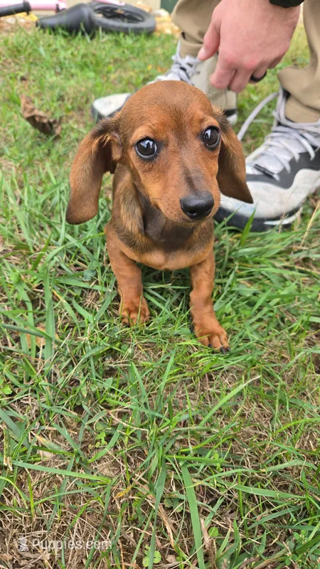 Frankie – Miniature Dachshund puppy for sale in Seymour, MO