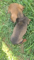 Frankie, a male Miniature Dachshund for sale in Seymour, MO – 2 of 4