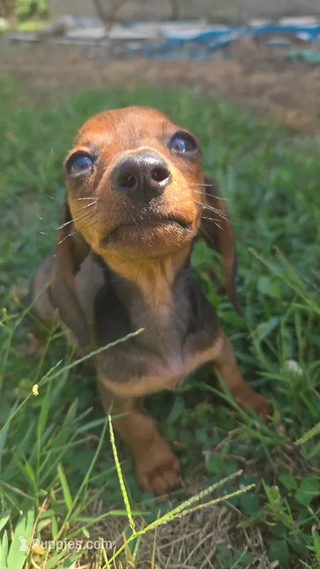 Frankie – Miniature Dachshund puppy for sale in Seymour, MO