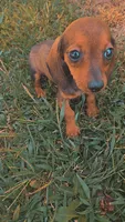 Frankie, a male Miniature Dachshund for sale in Seymour, MO – 4 of 4