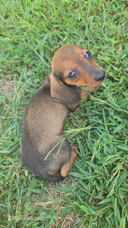 Frankie, a male Miniature Dachshund for sale in Seymour, MO – 1 of 4