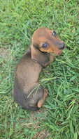Frankie, a male Miniature Dachshund for sale in Seymour, MO – 1 of 4