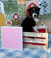 Cami, a female Siberian Husky for sale in Croswell, MI – Photo 6 of 10