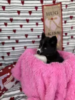 Cami, a female Siberian Husky for sale in Croswell, MI – Photo 3 of 10