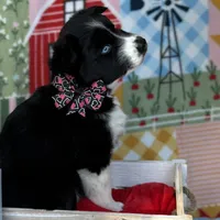 Cami, a female Siberian Husky for sale in Croswell, MI – Photo 8 of 10