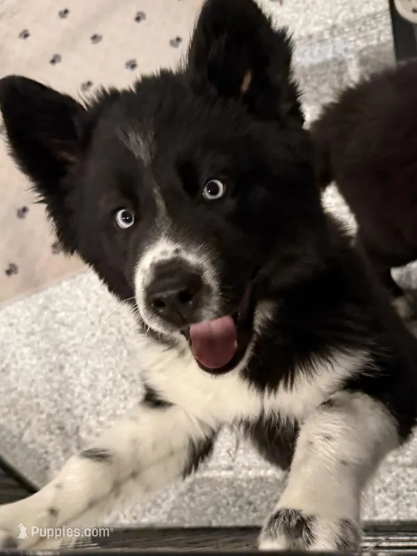 Cami – Siberian Husky puppy for sale in Croswell, MI