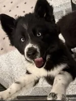 Cami, a female Siberian Husky for sale in Croswell, MI – Photo 1 of 10