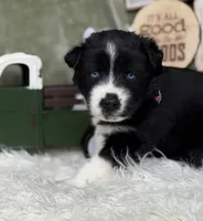 Cami, a female Siberian Husky for sale in Croswell, MI – Photo 8 of 10