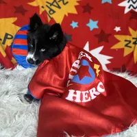 Cami, a female Siberian Husky for sale in Croswell, MI – Photo 6 of 10