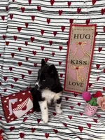 Cami, a female Siberian Husky for sale in Croswell, MI – Photo 2 of 10