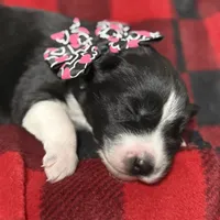 Cami, a female Siberian Husky for sale in Croswell, MI – Photo 10 of 10