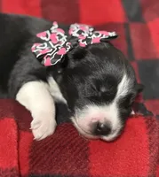 Cami, a female Siberian Husky for sale in Croswell, MI – Photo 9 of 10