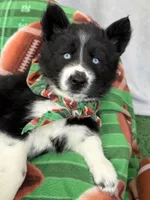 Cami, a female Siberian Husky for sale in Croswell, MI – Photo 4 of 10