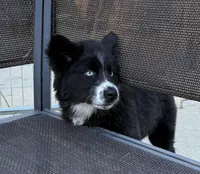 Cami, a female Siberian Husky for sale in Croswell, MI – Photo 4 of 10