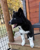 Cami, a female Siberian Husky for sale in Croswell, MI – Photo 3 of 10