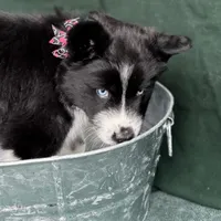 Cami, a female Siberian Husky for sale in Croswell, MI – Photo 9 of 10