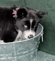 Cami, a female Siberian Husky for sale in Croswell, MI – Photo 5 of 10