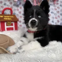 Cami, a female Siberian Husky for sale in Croswell, MI – Photo 5 of 10