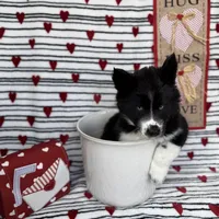 Cami, a female Siberian Husky for sale in Croswell, MI – Photo 7 of 10