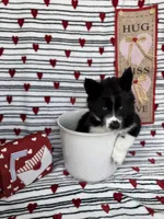 Cami, a female Siberian Husky for sale in Croswell, MI – Photo 1 of 10