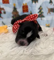 Cupid, a male Siberian Husky for sale in Croswell, MI – Photo 8 of 8