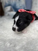 Cupid, a male Siberian Husky for sale in Croswell, MI – Photo 3 of 8